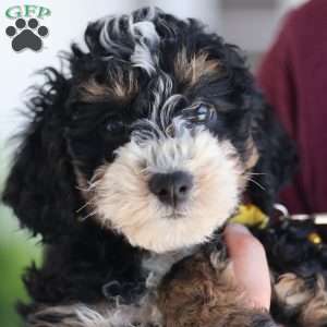 Lydia, Mini Bernedoodle Puppy
